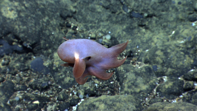 A dumbo octopus (Grimpoteuthis sp