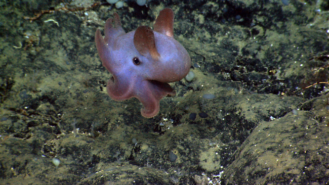 A dumbo octopus (Grimpoteuthis sp