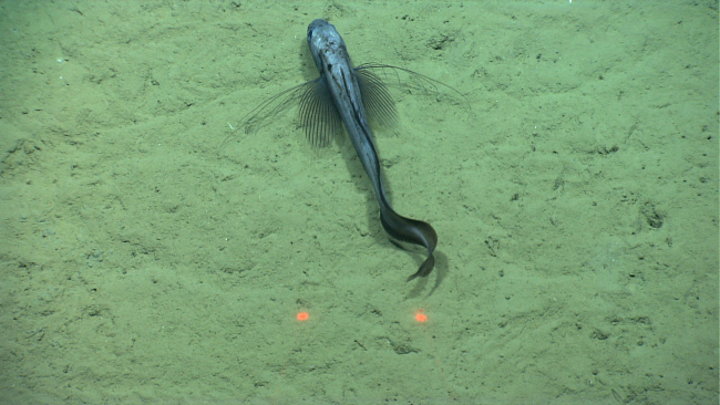 A near bottom rattail fish