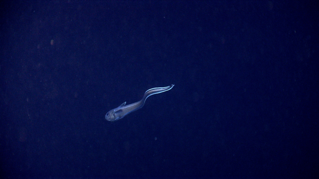 Port quarter view of a rattail swimming