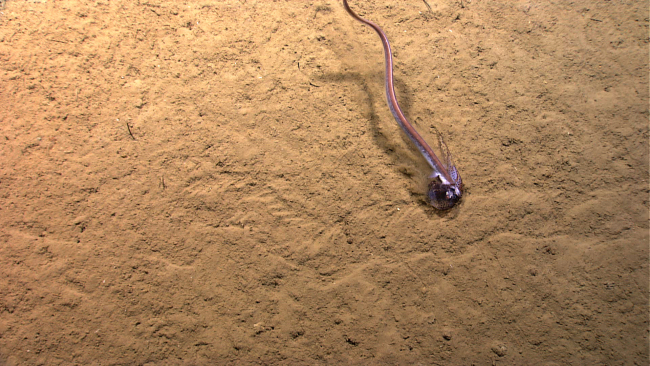 An eel with a calamari meal