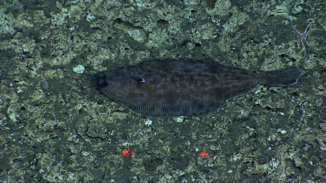 A flatfish blending in with its surroundings
