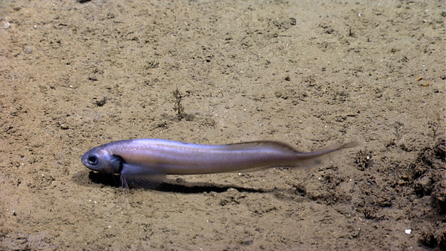 A juvenile cusk eel?