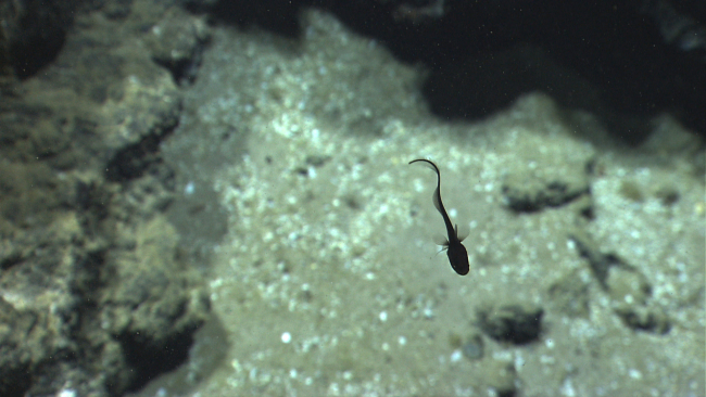 Black rattail fish