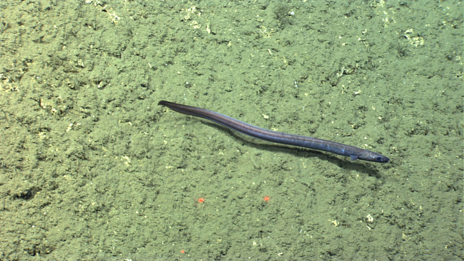 Cutthroat eel