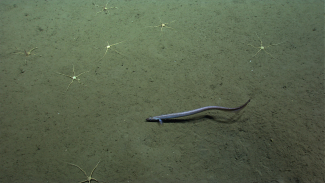 Cutthroat eel and seven large white brittle stars on the sea floor