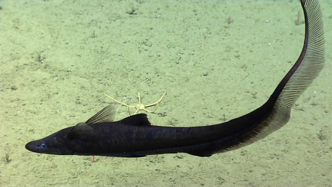 A black halosaur cruising by a large white brittle star with its arms extendedin a feeding posture