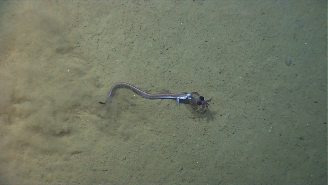 In this instance, the prey is the squid as a cutthroat eel agressively attacksthis squid