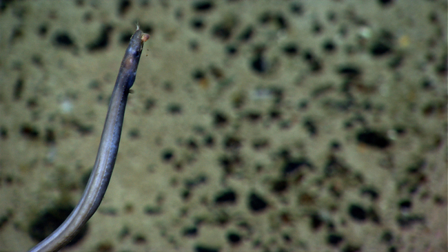 Cutthroat eel eating what appears to be a shrimp