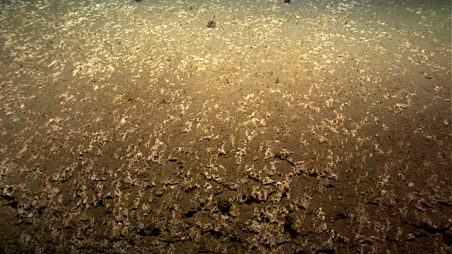 A number of xenophyophores is seen on this rugged surface that is partiallycovered by sediment east of Veatch Canyon