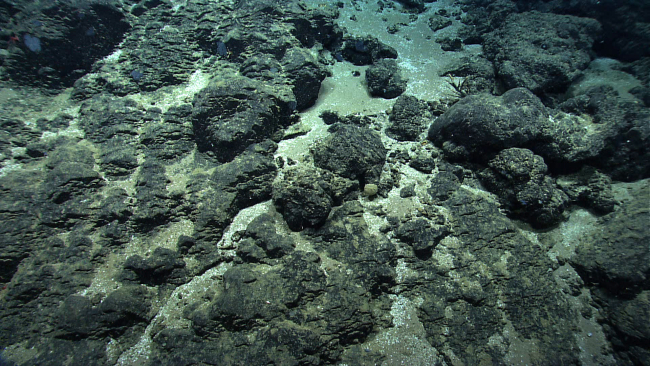 Rock outcrops and possibly old pillow lavas almost devoid of life with theexception of a few gray sponges and something red in the upper left of the image - on Atlantis II Seamount complex