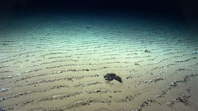 A flat area on Kelvin Seamount with uniform rippled sediment indicating a highcurrent regime