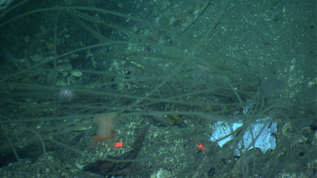 A tangle of monofilament line on the seafloor
