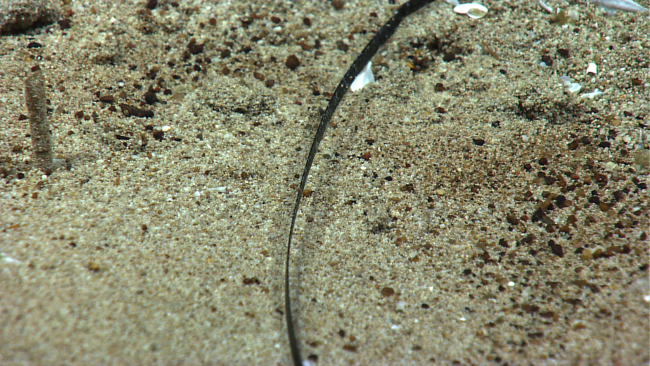 A plastic strap on the seafloor