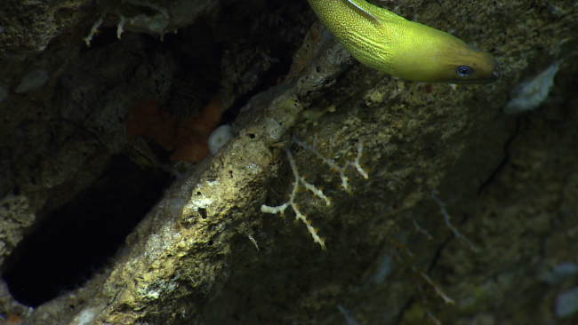 A sharktooth moray eel  (Gymnothorax maderensis)