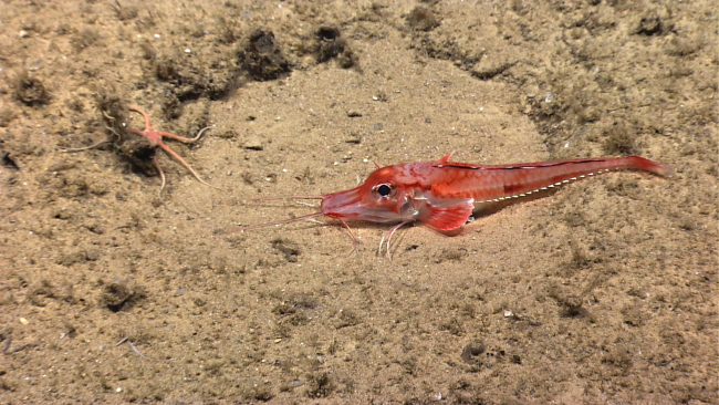 An armored sea robin with an approaching brittle star