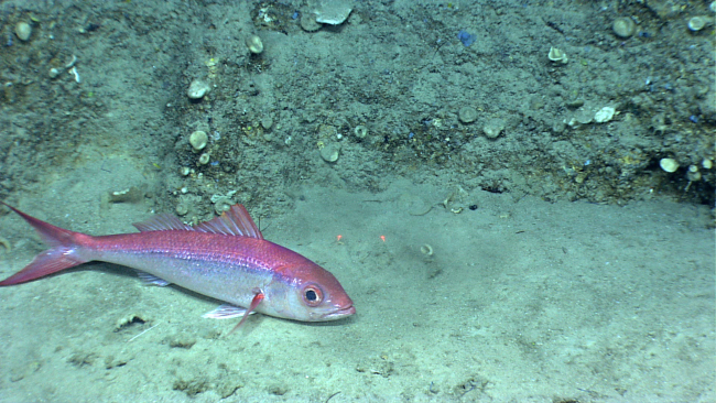 50-centimeter queen snapper resting on the seafloor