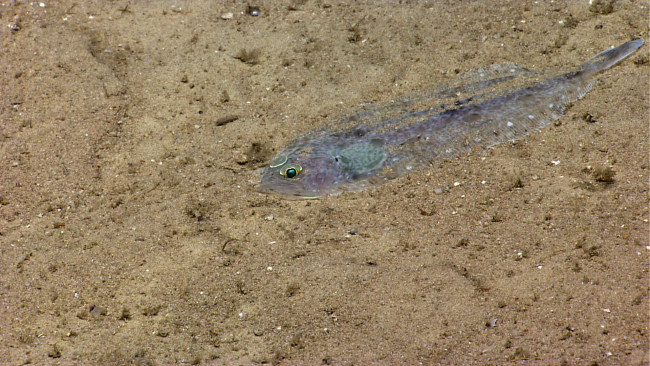 A flatfish residing on the bottom