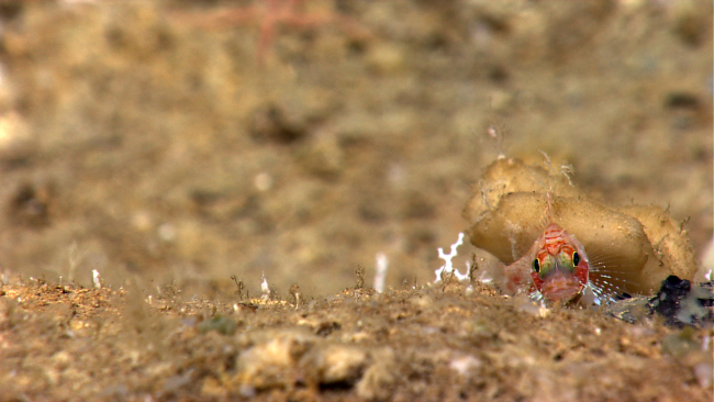 Scorpionfish seemingly observing Deep Discoverer