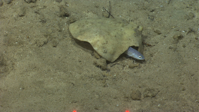 A small white fish with black spots hiding under a flat sponge