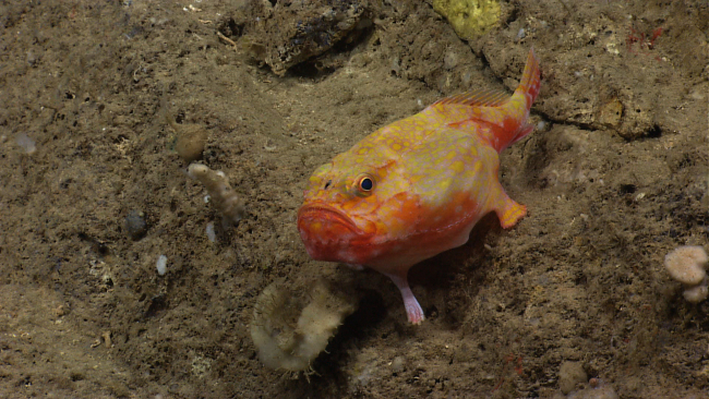 Chaunax pictus, this sea toad walked away as Deep Discoverer approached