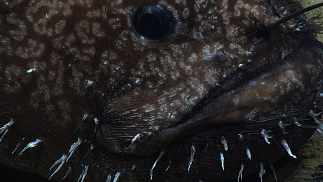 Goosefish (Sladenia shaefersi), closeup of head