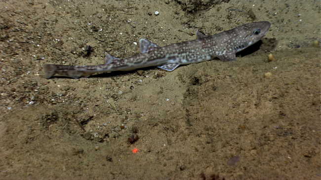 Chain catshark (Scyliorhinus retifer)
