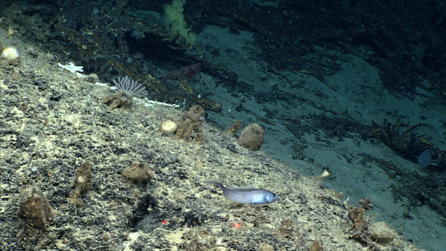 A small rattail is in the foreground while a huge shrimp can be seen in theupper center below the yellow sponge