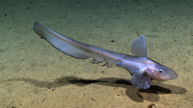 Jellynose (Ijimaia antillarum) fish observed on Whiting Seamount at 545 meters