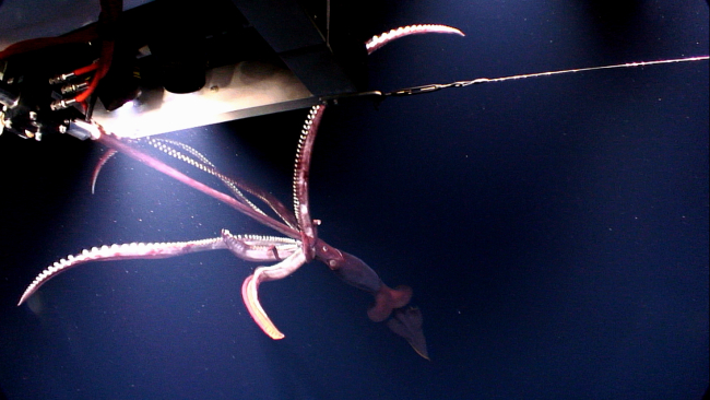 A 4- to 6-foot squid inspects Deep Discoverer Remotely Operated Vehicle (ROV)