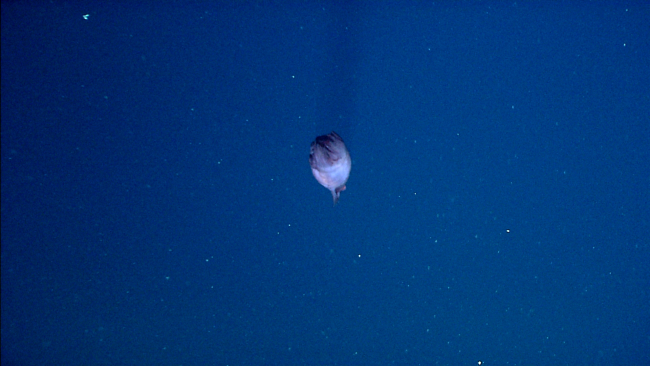 Stern view of what appears to be a dumbo octopus in the water column