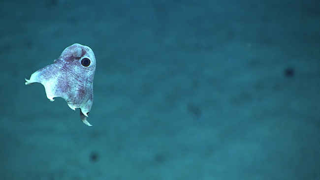 This tiny dumbo octopus, whose body measured about five centimeters across,was spotted swimming along at a depth of 825 meters during the exploration ofof WHITING Seamount