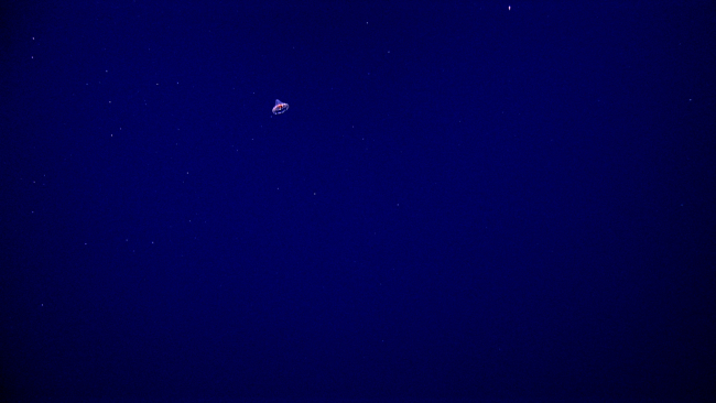 A small jellyfish looking like a bell seen in the distance