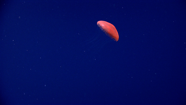 A red jellyfish with nearly invisible trailing tentacles