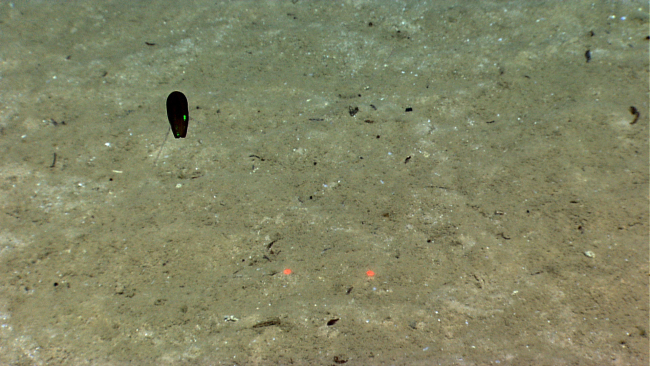 This ctenophore is characterized by its jet black pigmentation