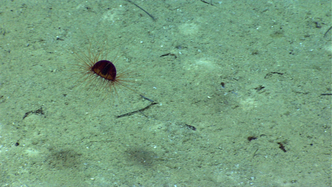 A small jelly of the same species as expn3523