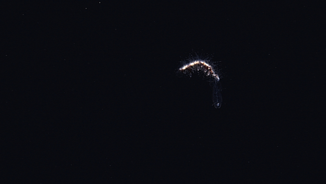 A hairy looking siphonophore