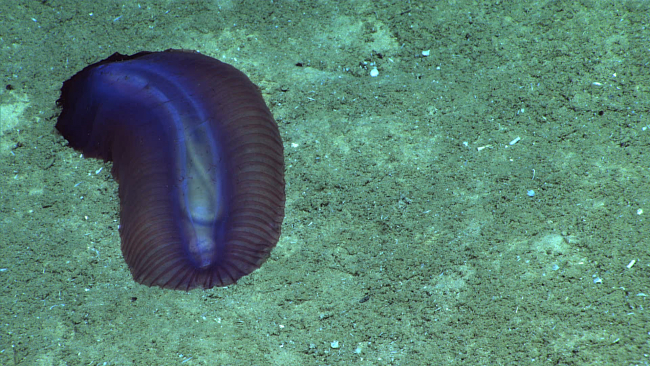 A purplish holothurian - Benthodytes sp