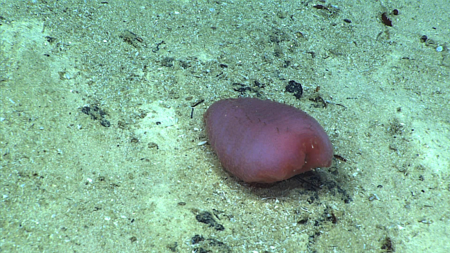 A pinkish red holothurian that looks like a potato
