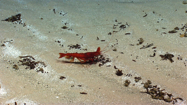 Shrimp - Appears to be Plesiopenaeus armatus