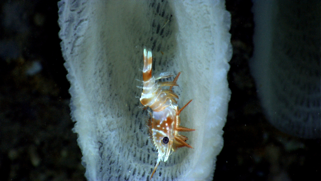 A shrimp associate with a very serrated rostrum inhabiting a glass sponge