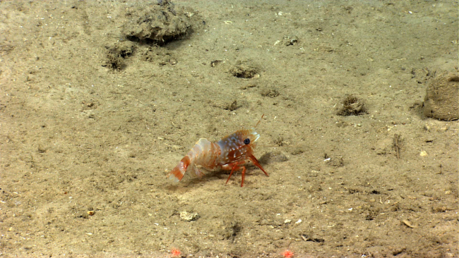 Eugonatonotus crassus shrimp on a sediment bottom