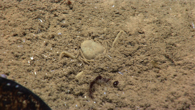 An almost perfectly camouflaged crab is burying itself in the sand and mud