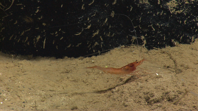 A pinkish red shrimp next to a black rock