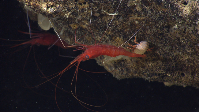 Two large red shrimp and a small squat squat lobster in an inverted positionon an overhanging rock face