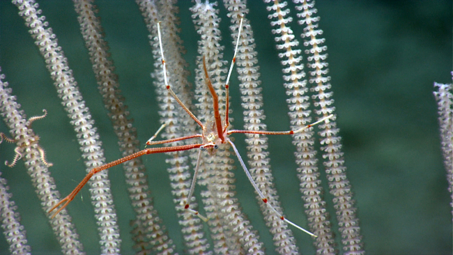 Same odd-looking type of squat lobster as seen in images expn3605-3607 on aprimnoid coral bush