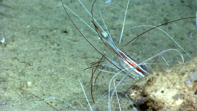 A large red and white striped shrimp