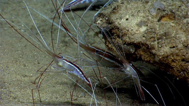 Three large red and white striped shrimp