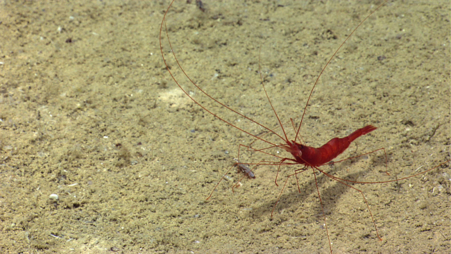 A large red shrimp