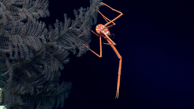 An orange and white squat lobster on a black coral bush